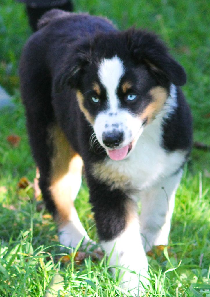 des Anges de Cedahkiss - Chiots disponibles - Berger Australien