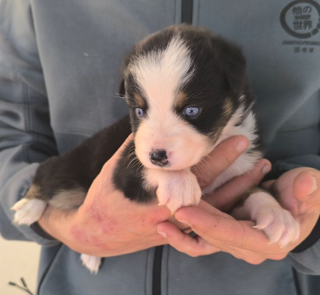 des Anges de Cedahkiss - Chiots disponibles - Berger Australien