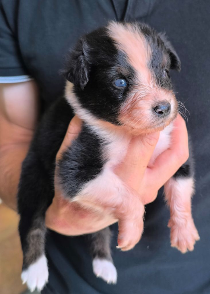 des Anges de Cedahkiss - Chiots disponibles - Berger Australien