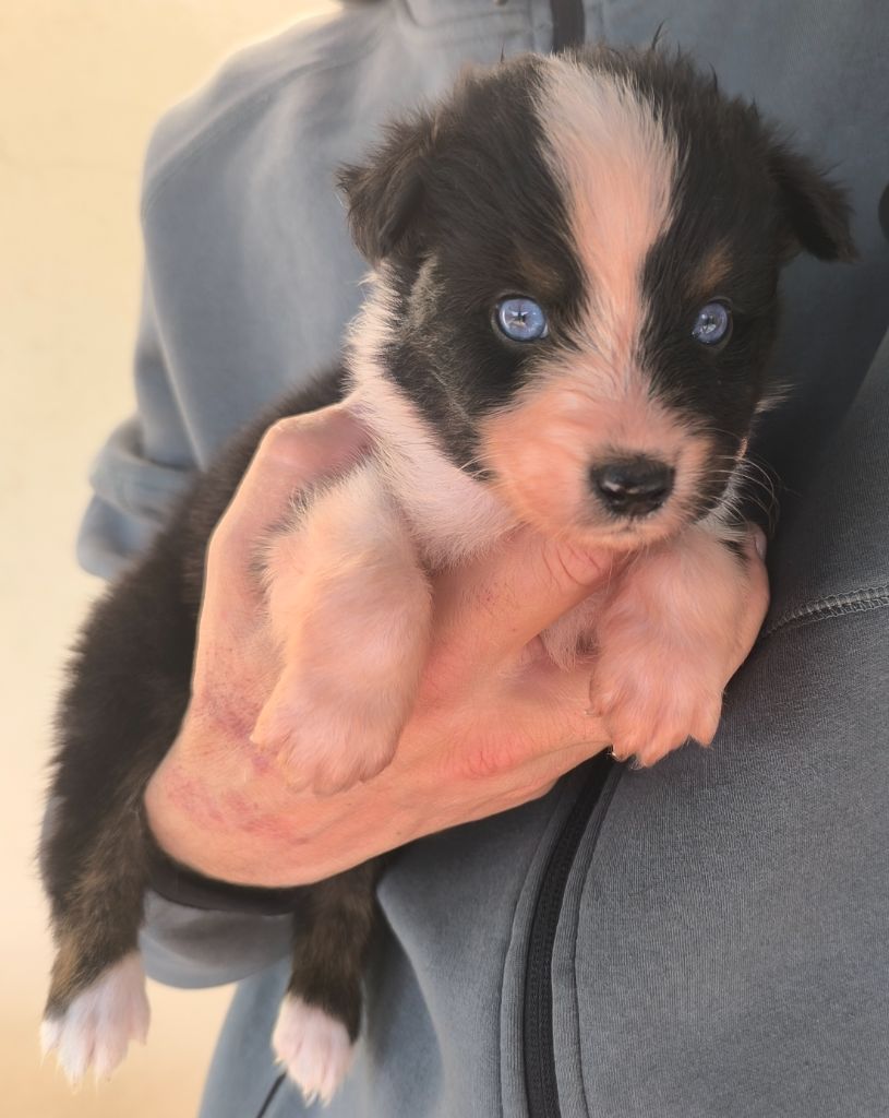 des Anges de Cedahkiss - Chiots disponibles - Berger Australien