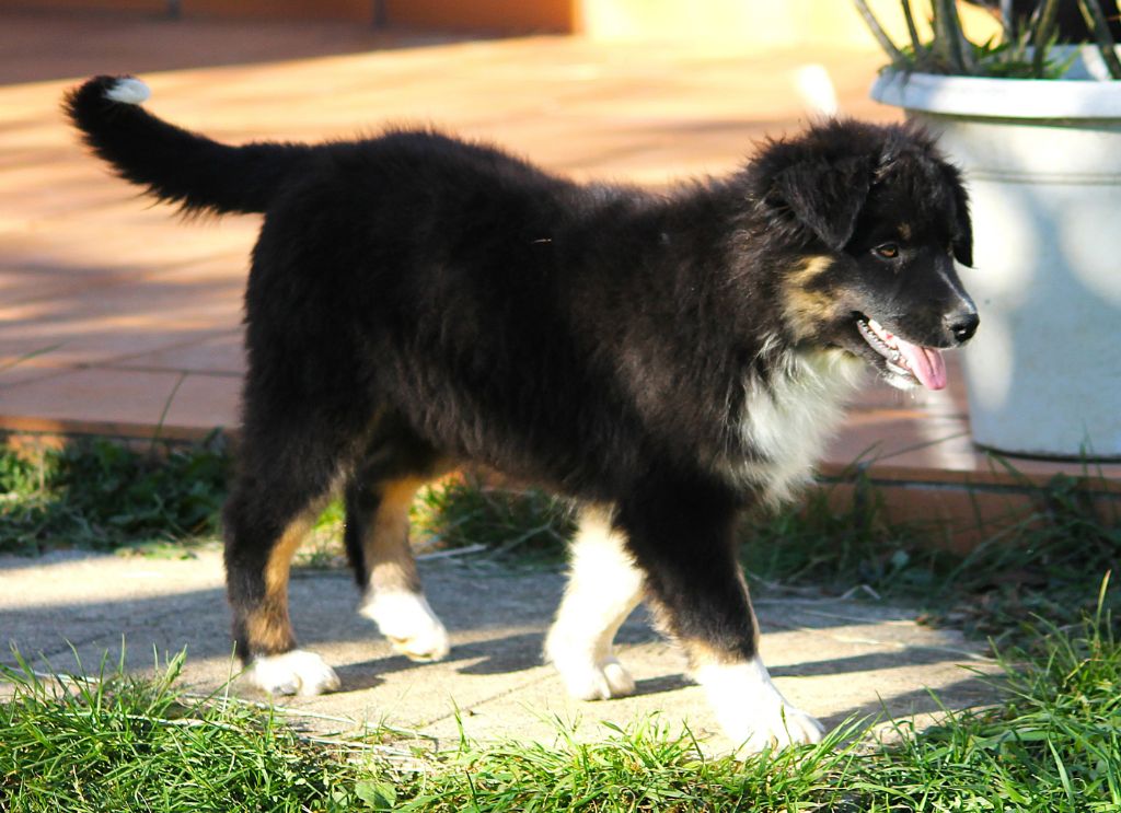 des Anges de Cedahkiss - Chiots disponibles - Berger Australien