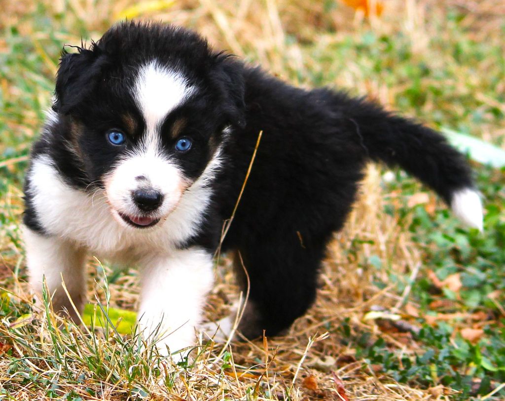 des Anges de Cedahkiss - Chiots disponibles - Berger Australien