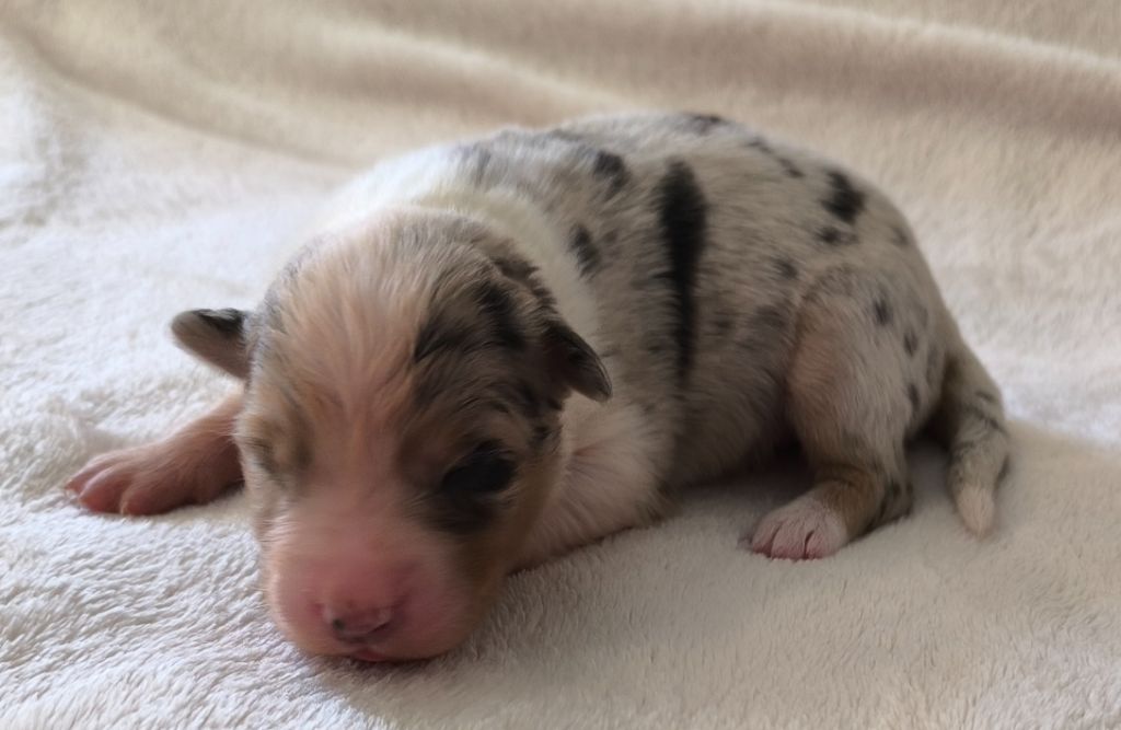 des Anges de Cedahkiss - Chiots disponibles - Berger Australien