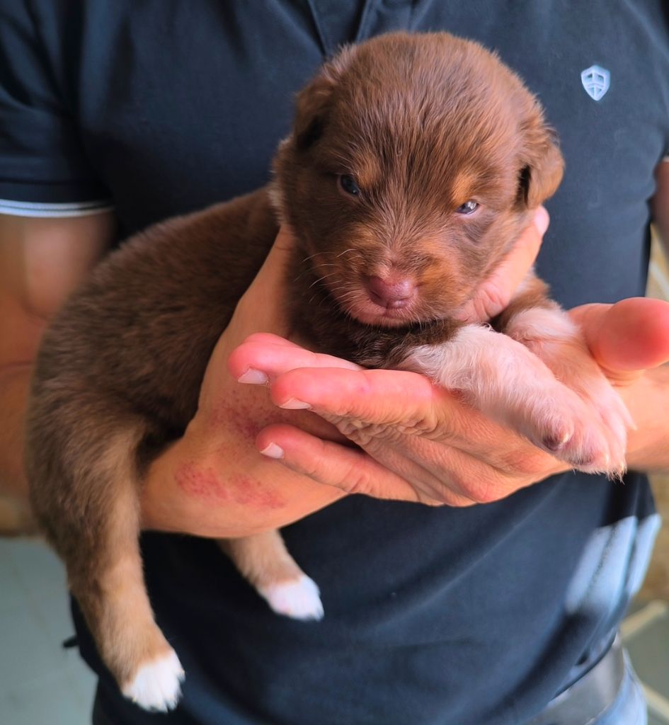 des Anges de Cedahkiss - Chiots disponibles - Berger Australien
