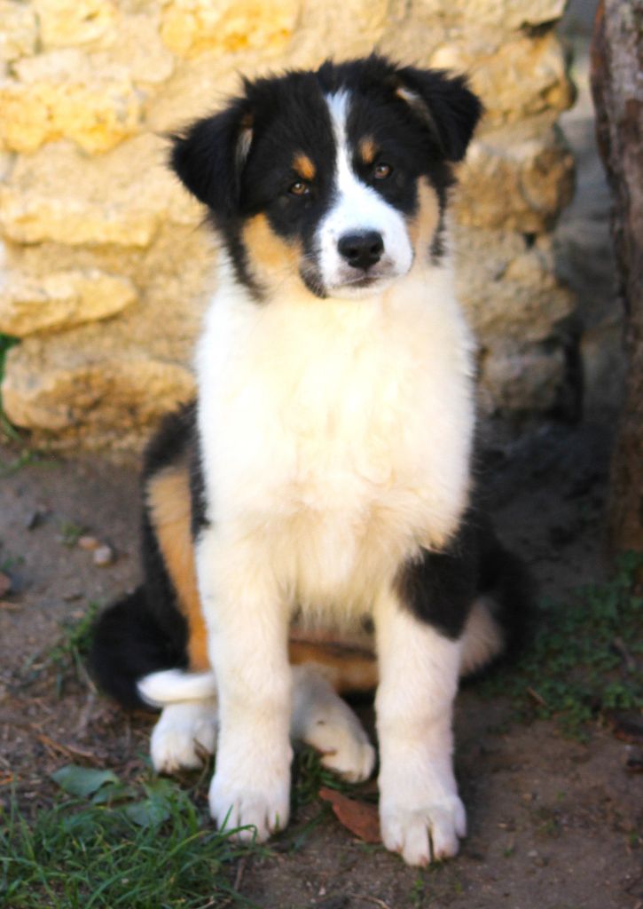 des Anges de Cedahkiss - Chiots disponibles - Berger Australien