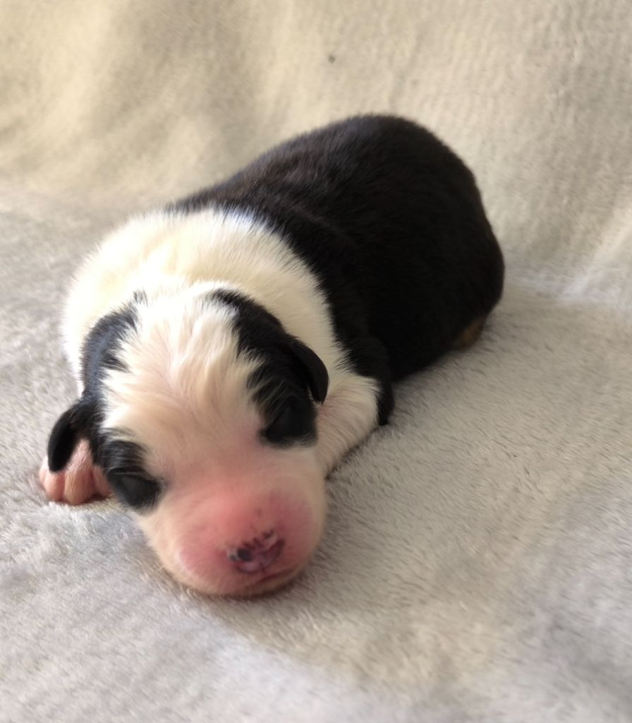 des Anges de Cedahkiss - Chiots disponibles - Berger Australien