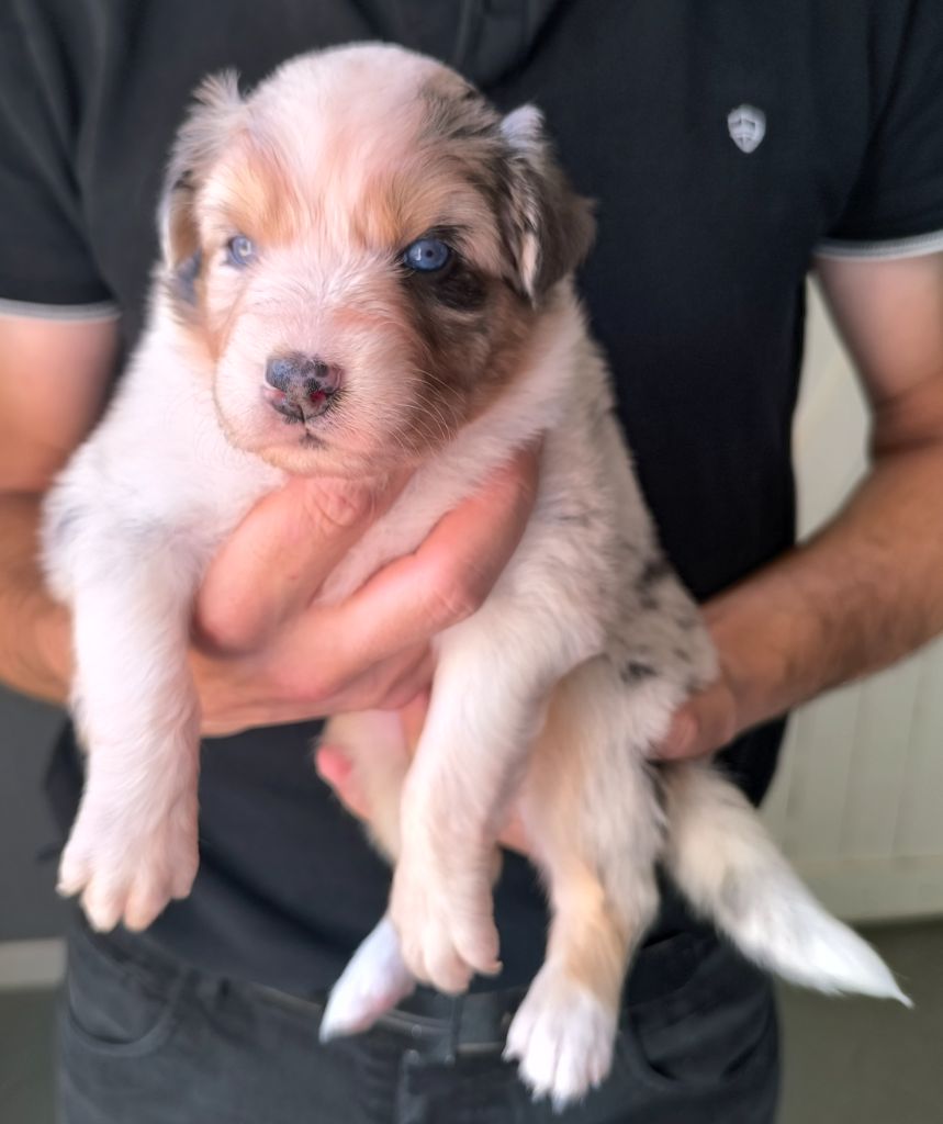 des Anges de Cedahkiss - Chiots disponibles - Berger Australien