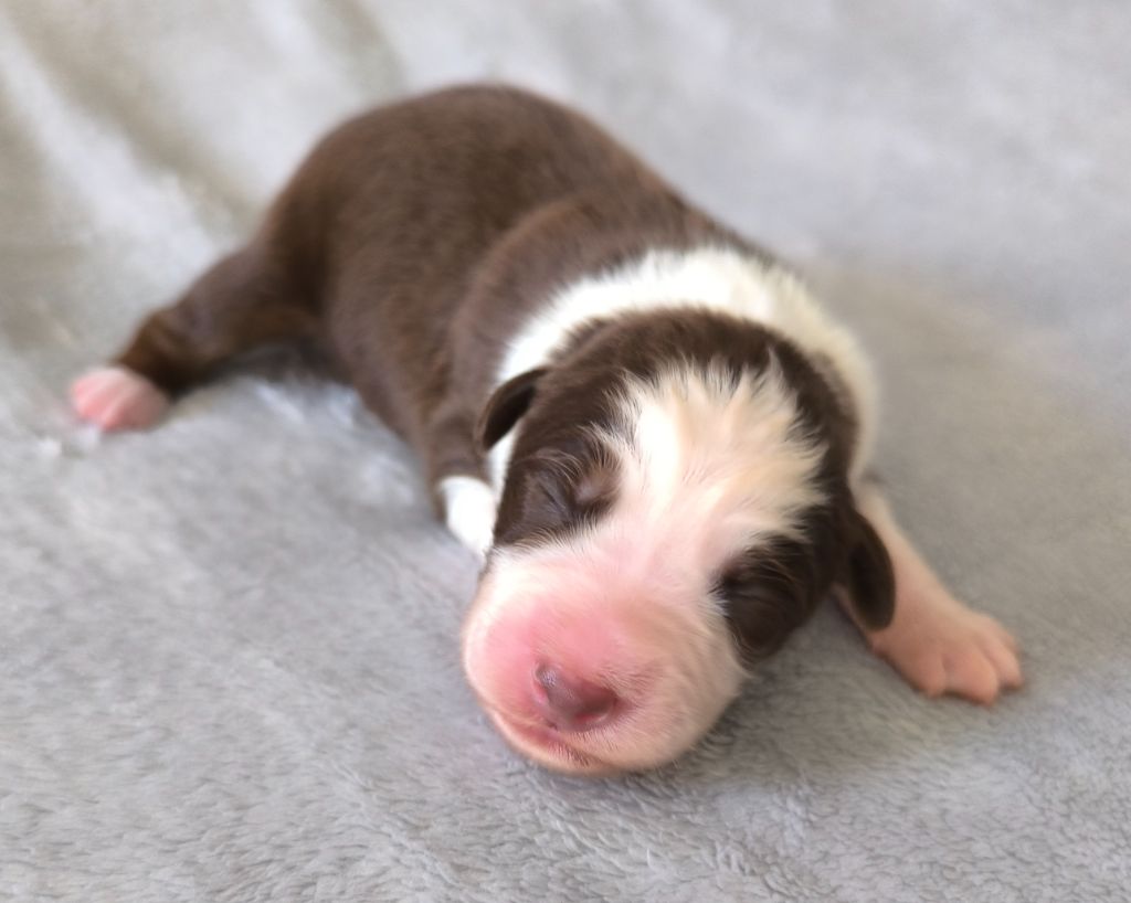 des Anges de Cedahkiss - Chiots disponibles - Berger Australien