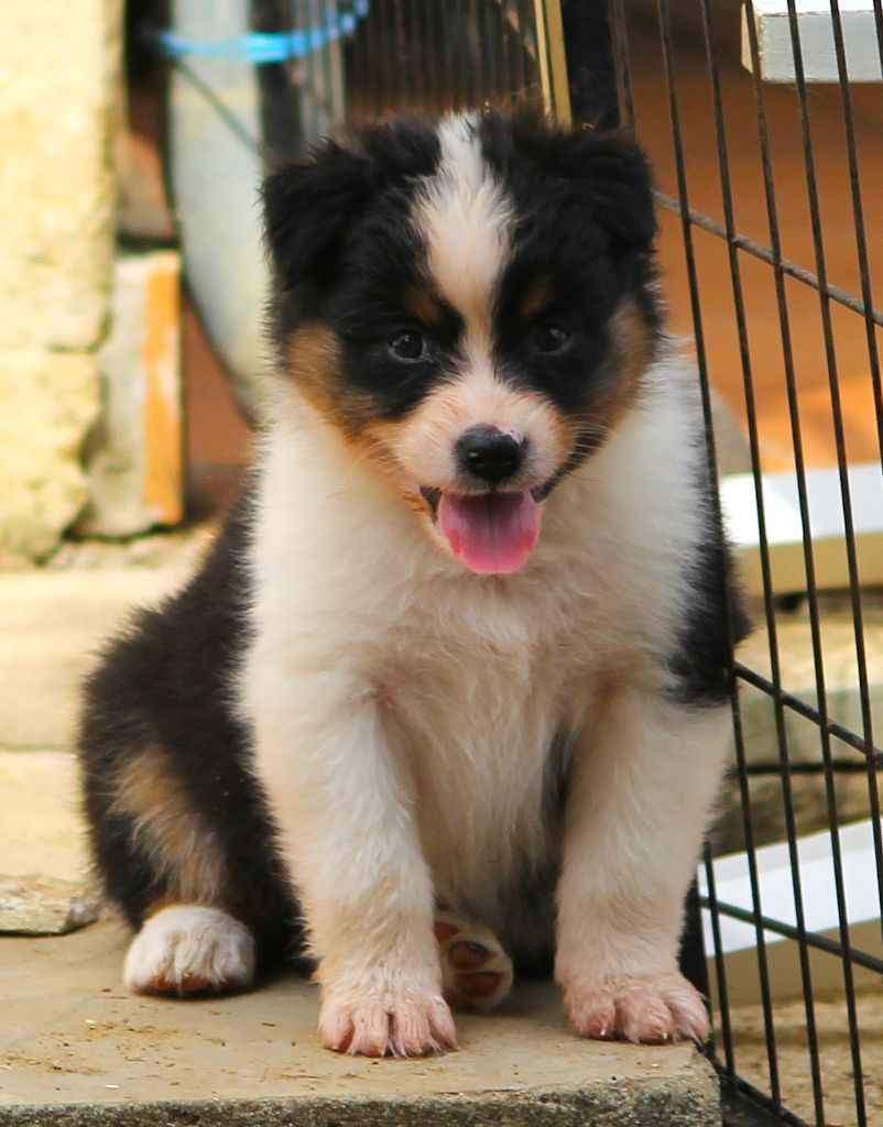 des Anges de Cedahkiss - Chiots disponibles - Berger Australien