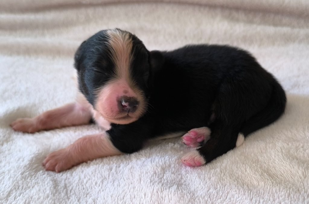des Anges de Cedahkiss - Chiots disponibles - Berger Australien