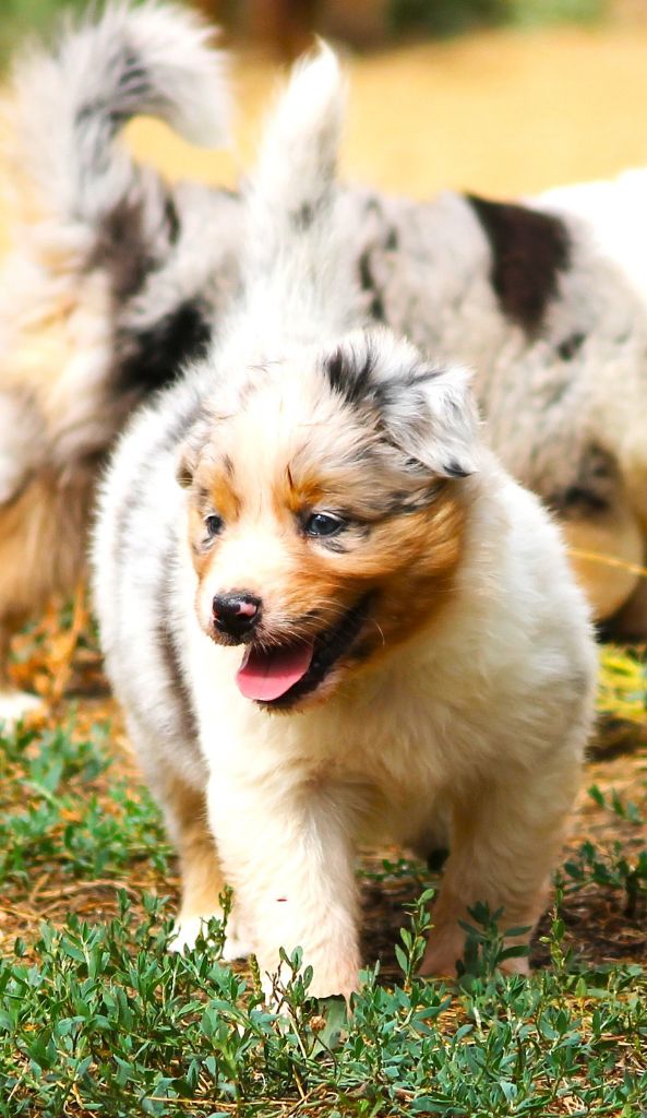 des Anges de Cedahkiss - Chiots disponibles - Berger Australien