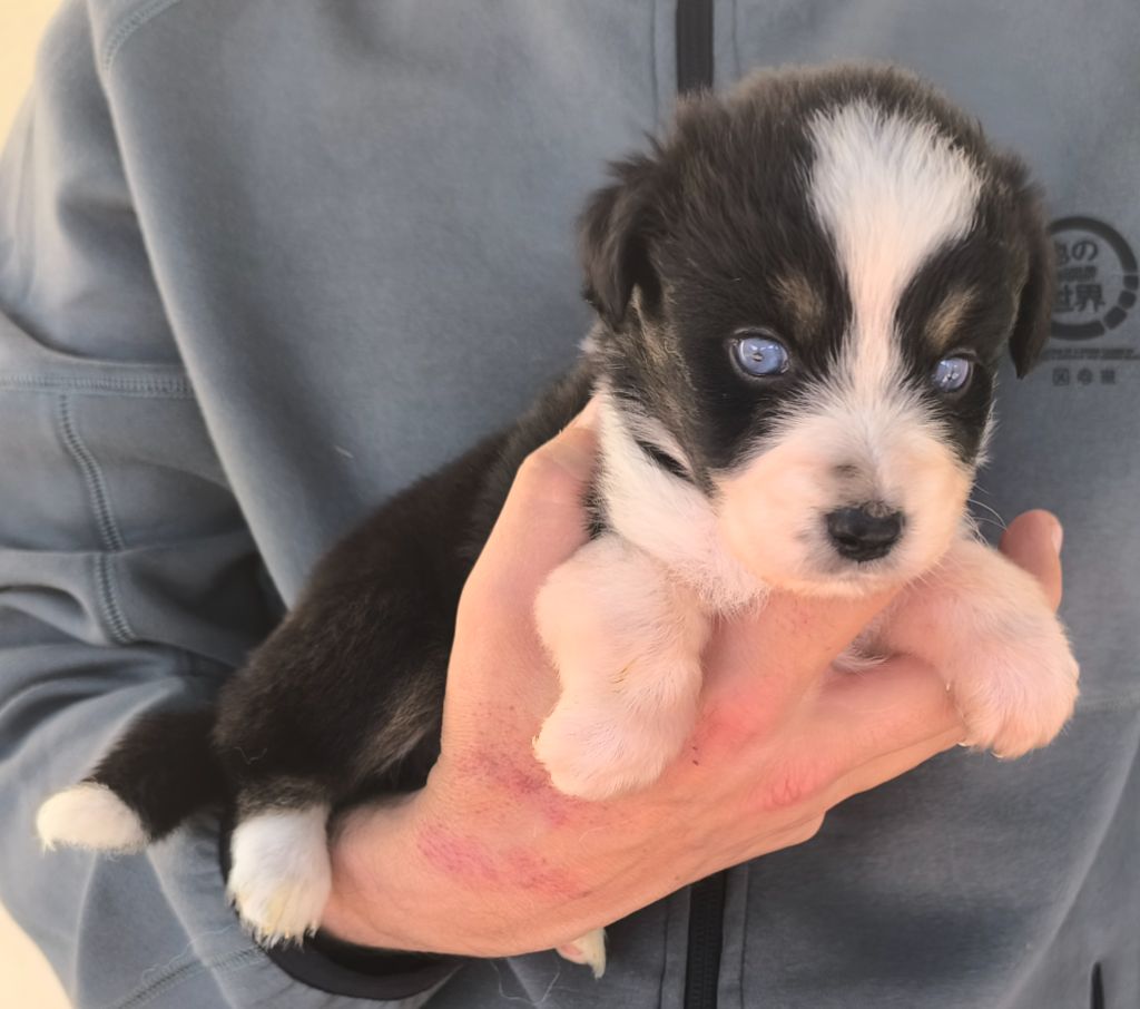 des Anges de Cedahkiss - Chiots disponibles - Berger Australien