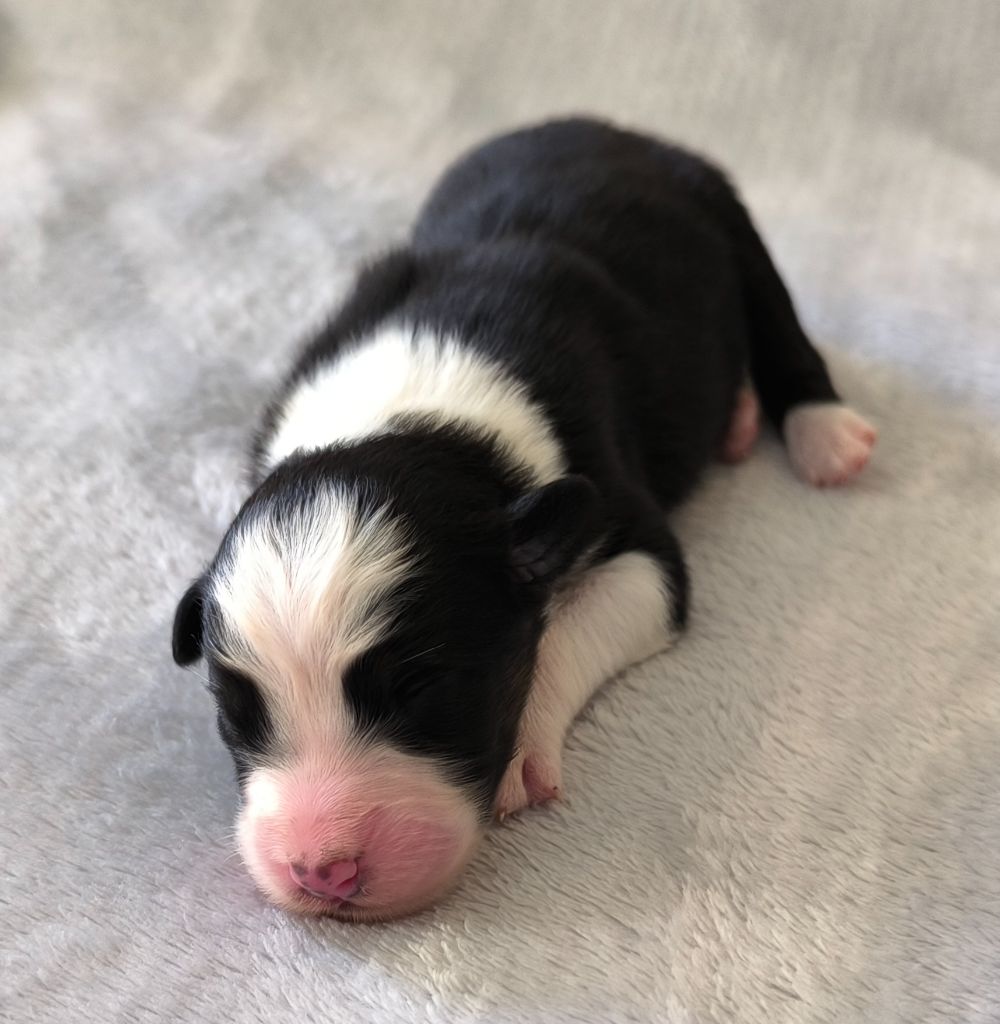 des Anges de Cedahkiss - Chiots disponibles - Berger Australien