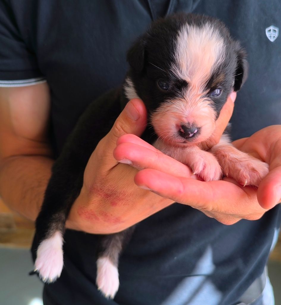 des Anges de Cedahkiss - Chiots disponibles - Berger Australien