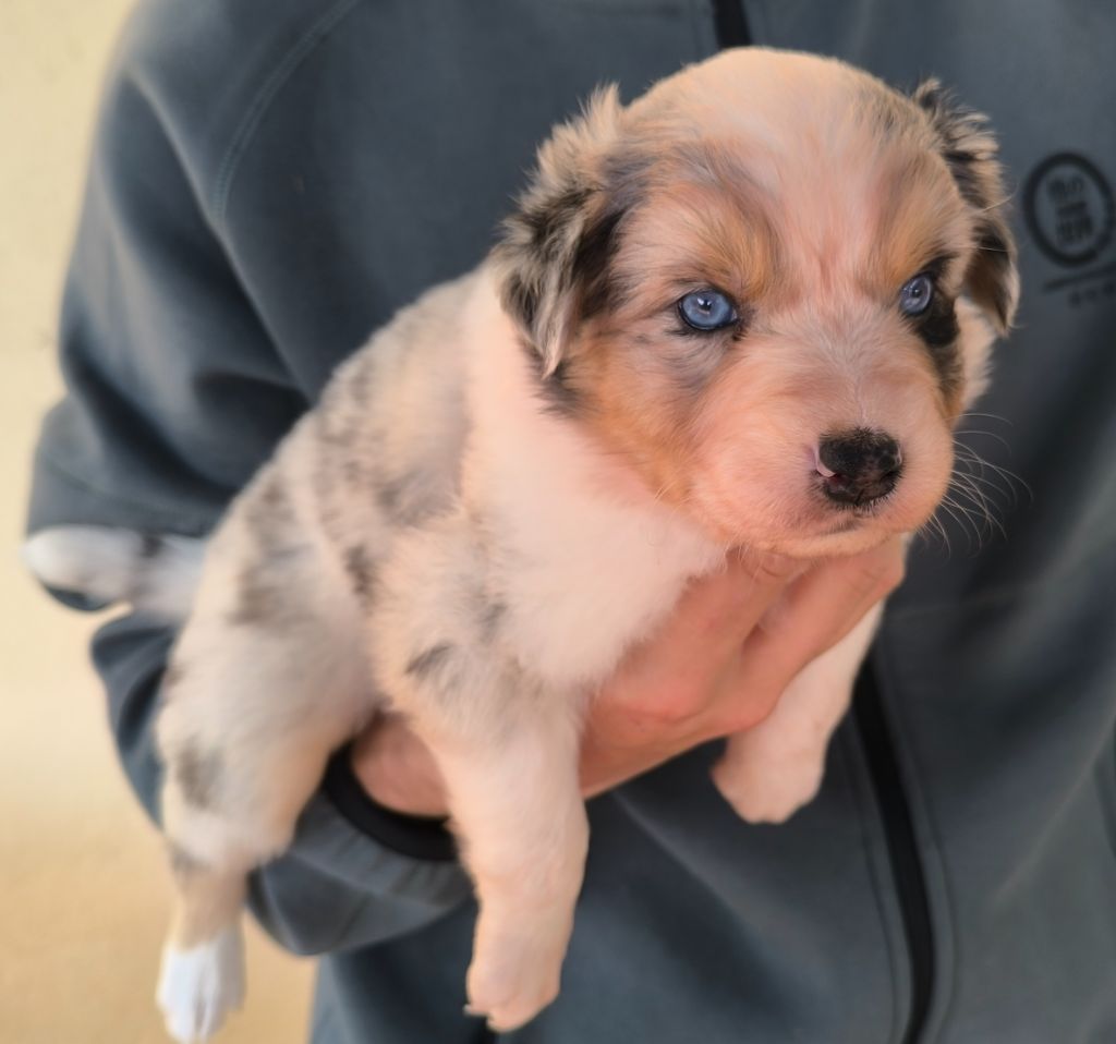 des Anges de Cedahkiss - Chiots disponibles - Berger Australien