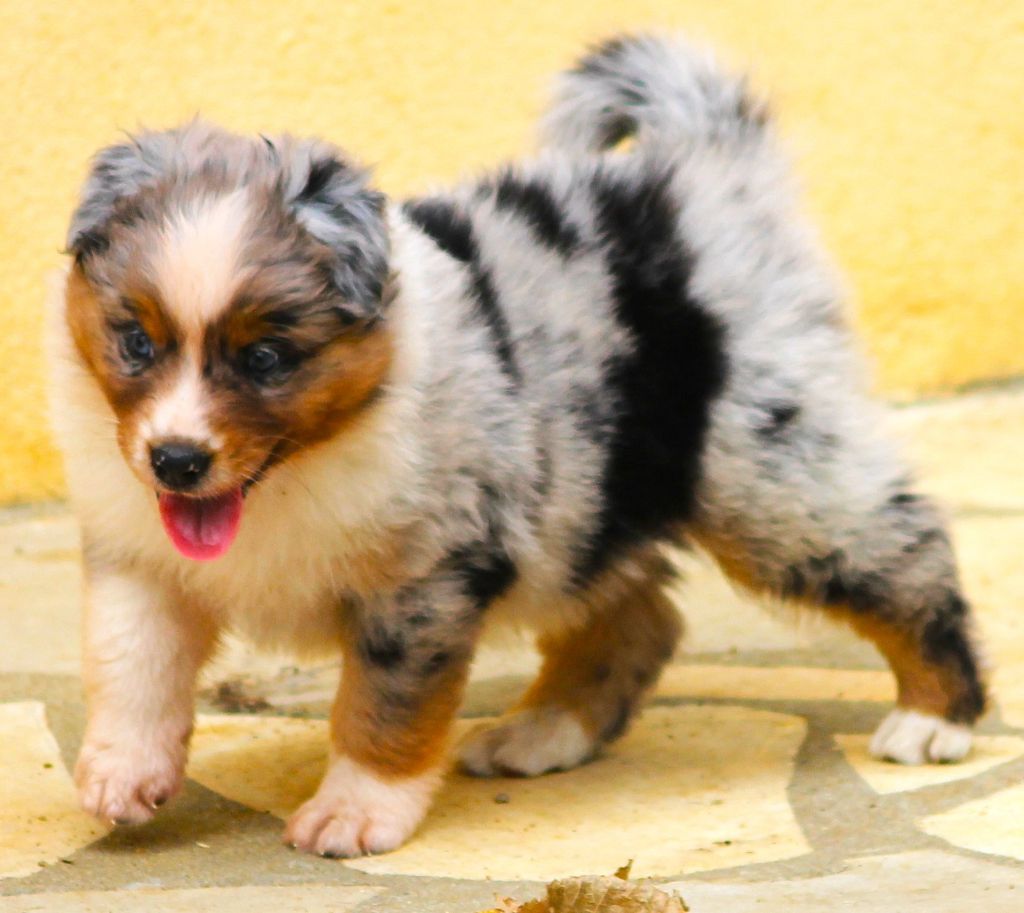 des Anges de Cedahkiss - Chiots disponibles - Berger Australien