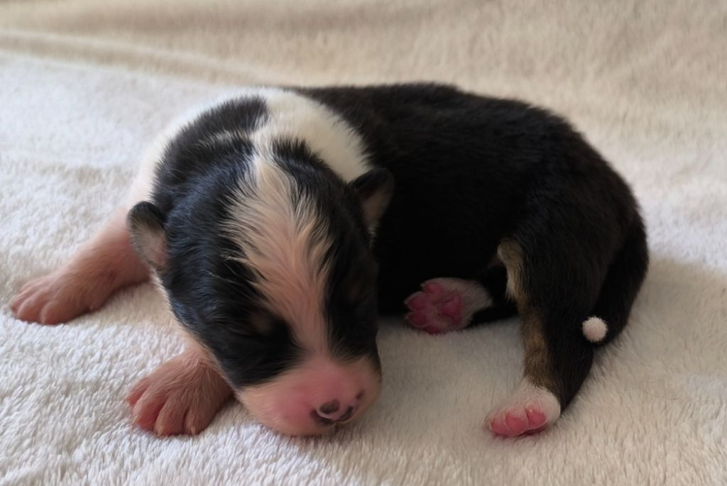 des Anges de Cedahkiss - Chiots disponibles - Berger Australien