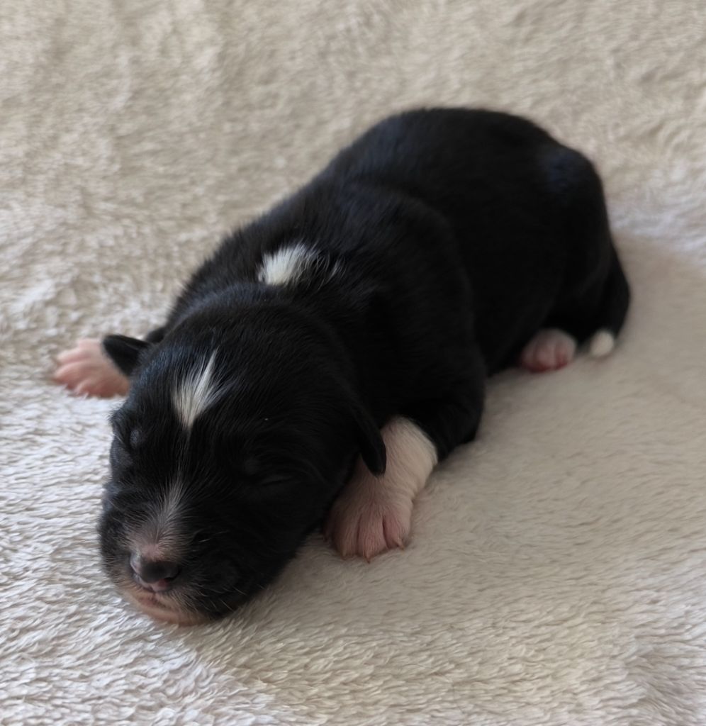 des Anges de Cedahkiss - Chiots disponibles - Berger Australien