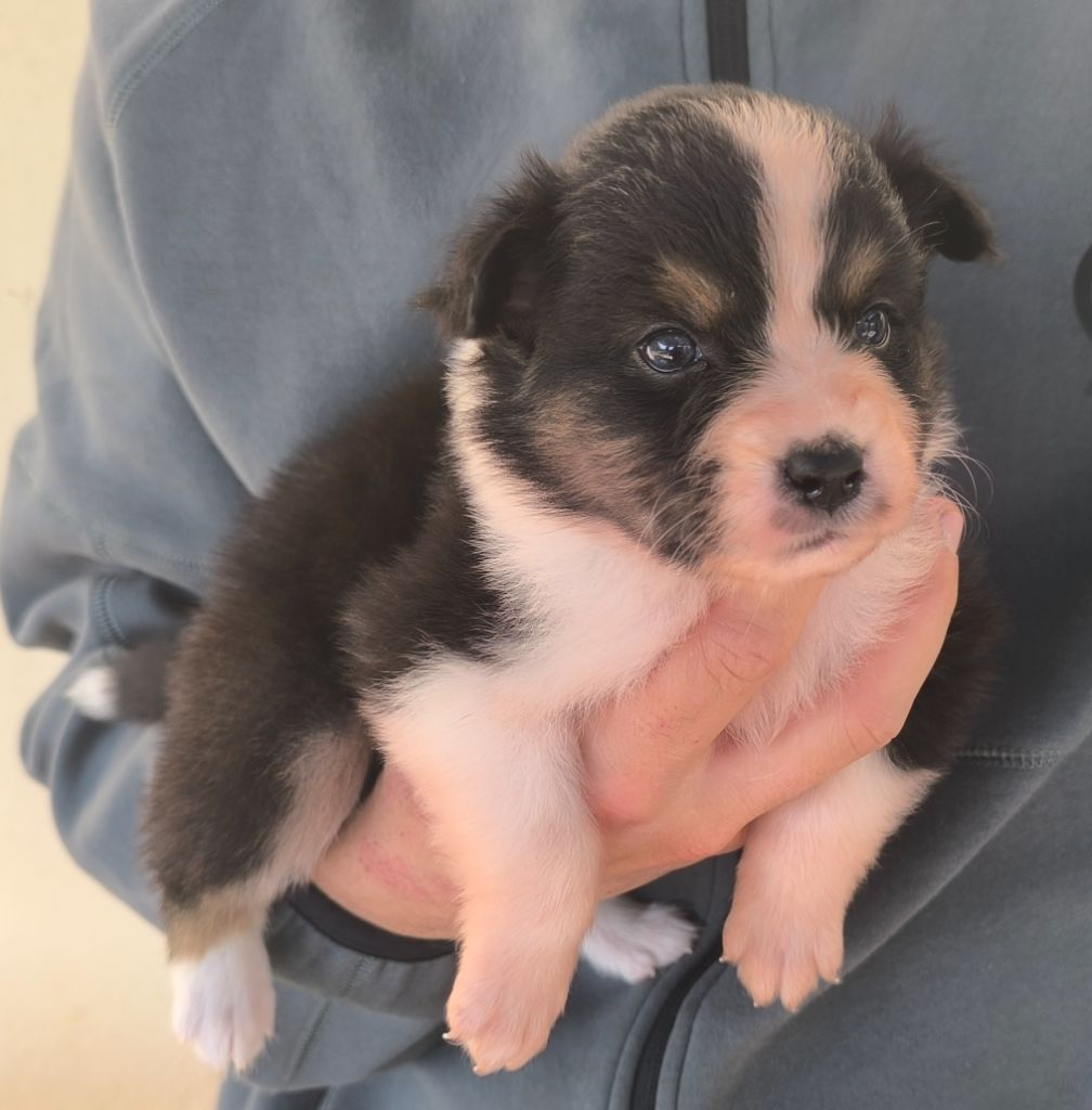 des Anges de Cedahkiss - Chiots disponibles - Berger Australien