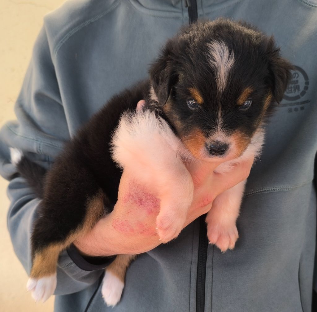 des Anges de Cedahkiss - Chiots disponibles - Berger Australien